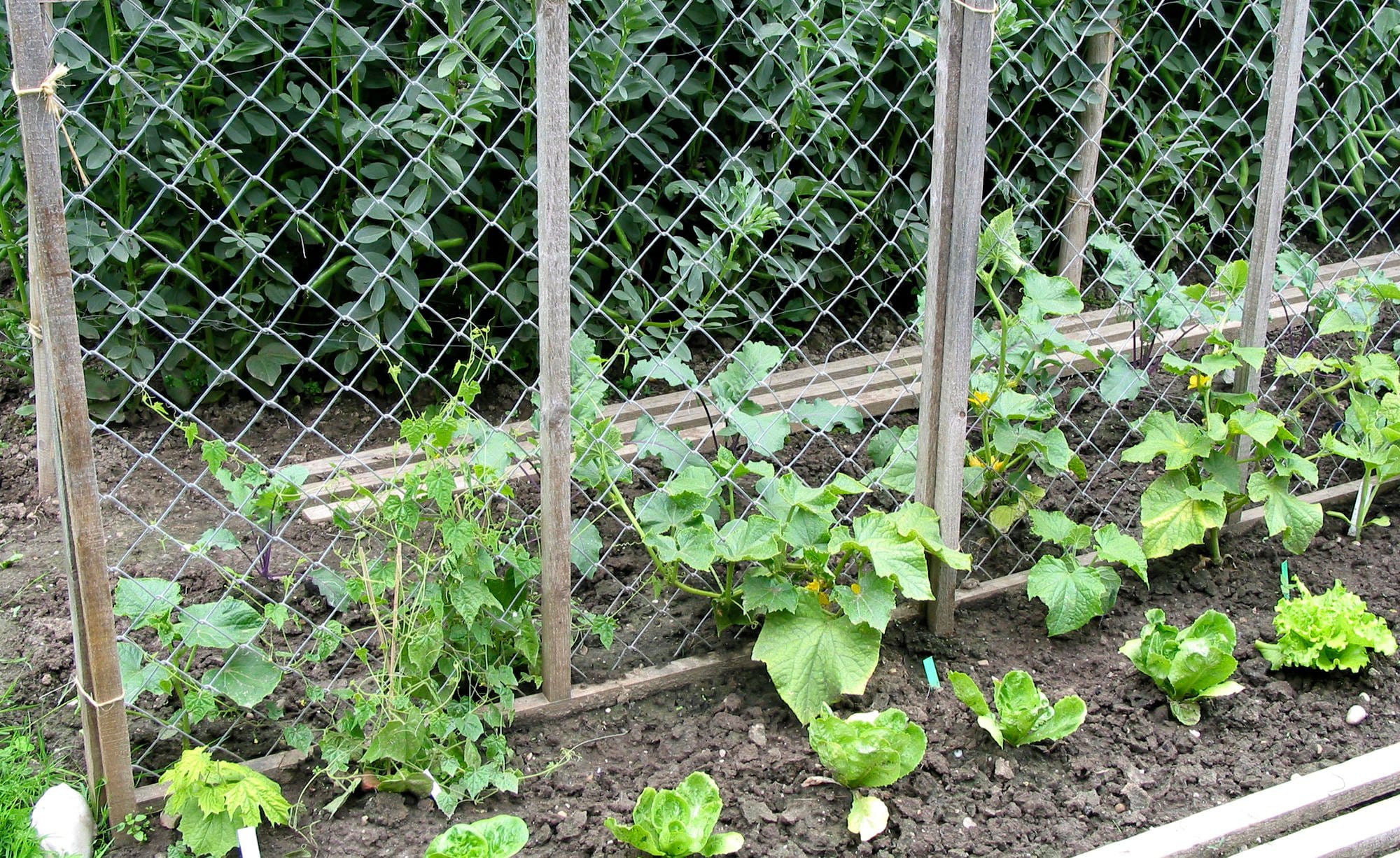 Paprika-Anbauflächen
